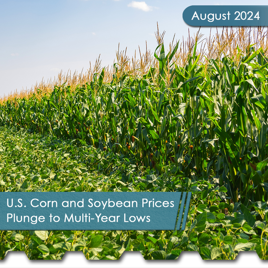 Subscribe To The View! 24 Corn and Soybean Square - The Chemical Company